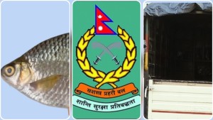 डिएसपी खरेलको संरक्षणमा सबैठवा नाका भएर पिकअपबाटै भारतीय माछाको तस्करी