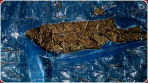 प्रतिबन्धित लागुऔषध गाँजा सहित सहनी पक्राउ