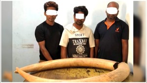 पर्सामा हात्तीका दुईवटा दारा सहित तीनजना पक्राउ