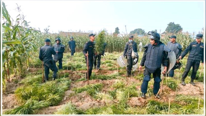 पर्सा प्रहरीद्वारा गाँजा फडानी अभियानलाई तिब्रता