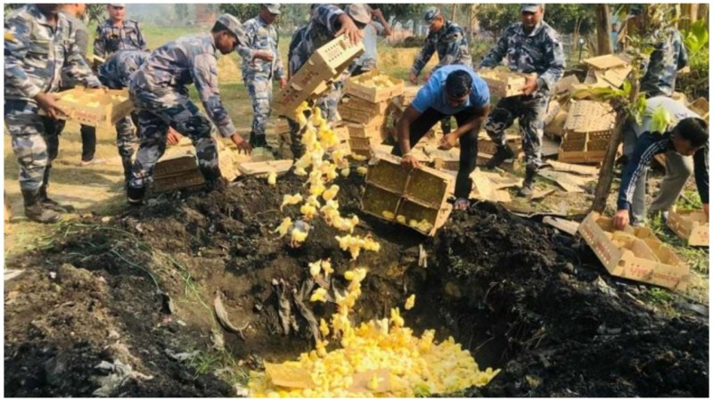 सशस्त्र प्रहरीद्वारा ५ लाखको कुखुराको चल्ला नष्ट
